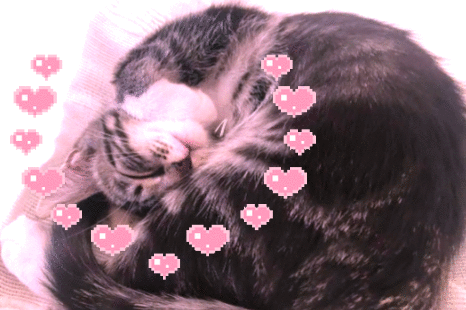 asti, my 4 year old tabby!! -