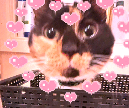 angel, my 8 year old tortie :3